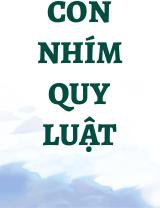 Con Nhím Quy Luật